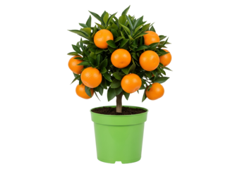 A vibrant citrus tree in a green pot, showcasing ripe, orange fruits and lush green foliage against a stark black background.
