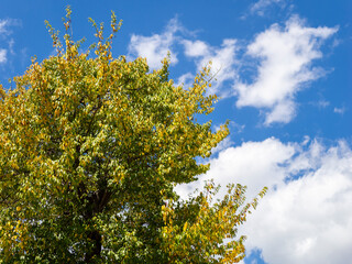 紅葉し始めたエドヒガン桜の木と青空