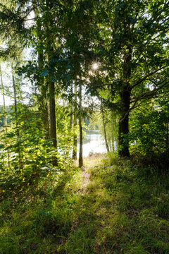 Ein Sonnenstrahl leuchtet durch die dichten Bl&auml;tter des Waldes und f&auml;llt auf einen schmalen Pfad, der zu einem See f&uuml;hrt. Das Hochformat betont die Tiefe und eignet sich ideal f&uuml;r Naturthemen und Layo