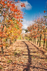 Naklejka premium Beautiful persimmon trees with beautiful autumn colours and blue sky in Western Australia. Beautiful colourful leaves of the vineyards. Bright sunny day.