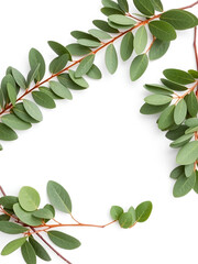 Naklejka premium Eucalyptus leaves frame on white background with place for your text. Wreath made of leaf branches. Flat lay, top view