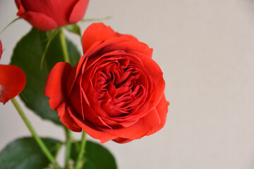 赤いバラ