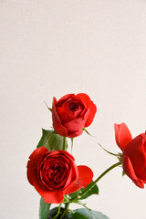 赤い薔薇