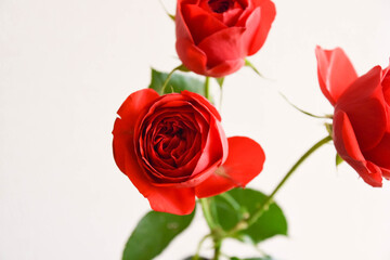 赤い薔薇
