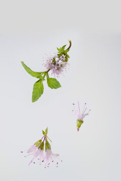 blooming pepermint twig on a grey background