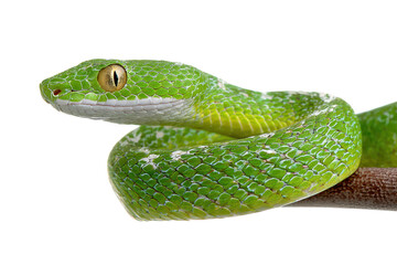green snake viper isolated on white or transparent png