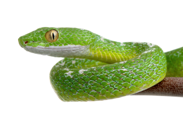 green snake viper isolated on white or transparent png