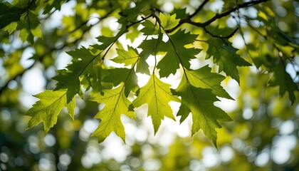 Luminous Green Oak Leaves Backlit by Sunlight with Dreamy Bokeh