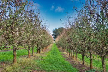 Fototapeta premium Beautiful persimmon trees with beautiful autumn colours and blue sky in Western Australia. Beautiful colourful leaves of the vineyards. Bright sunny day.
