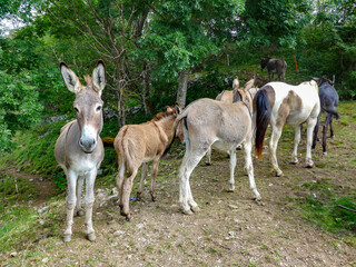 Panorami delle valli bergamasche, Lombardia