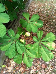 green leaves in autumn