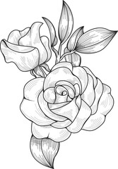 Elegant line art illustration of two roses in bloom with leaves, showcasing delicate shading and detail.