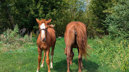 Fototapeta premium Horse and foal in the pasture in summer