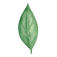 Obraz premium Watercolor illustration of a single leaf (1)