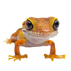 Adorable Yellow Gecko Closeup Portrait Black Background, isolated on a transparent background