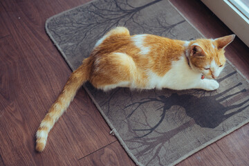 Orange Cat Relaxing Indoors on Decorative Tree Patterned Mat