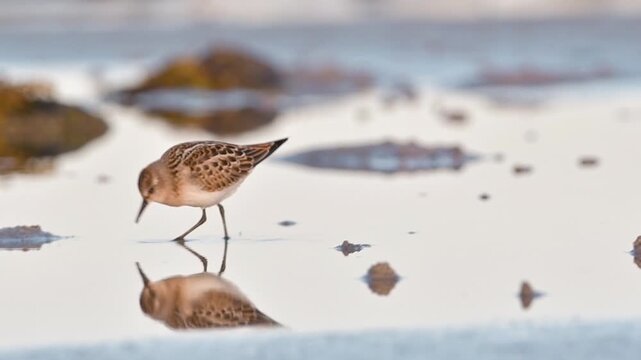 Small Wading Bird (Calidris minuta) on the Shore
