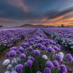 Naklejka premium Purple and white chive blossoms at sunset