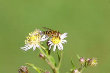 Female hoverfly, Common Flower Fly, Syrphus ribesii on flower Michaelmas daisy, Aster, Symphyotrichum. Dutch garden. September, Netherlands.