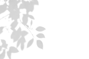 shadow overlay effect of natural tree leaves shadow over on white wall background,realistic summer...