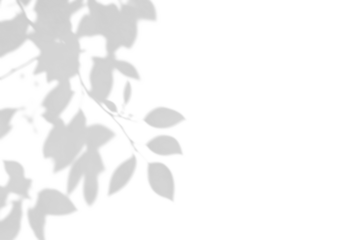 shadow overlay effect of natural tree leaves shadow over on white wall background,realistic summer sunlight abstract dappled shadow on transparent png background