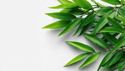 Fototapeta premium Fresh green leaves arranged at the top right corner of a white background