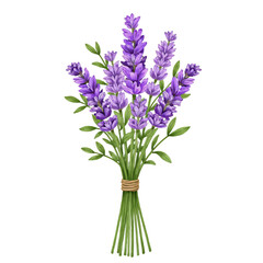 Obraz premium Clean botanical illustration of lavender bouquet tied with string purple flowers and green stems isolated on white background