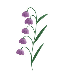 Purple Bell Flower Illustration