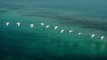 Flock of white birds flying over turquoise water in a coastal landscape during daylight hours