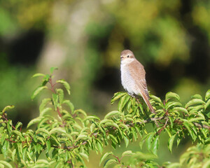 bird on a branch