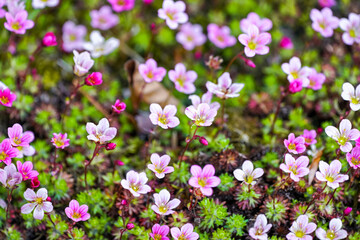 Close-up of the pink flowers of the saxifrage. Flowering plant.
