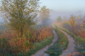 Fototapeta premium misty morning in the woods