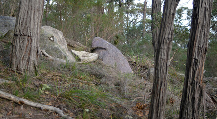 mountain rocks resembling an Elephant vs Shark, challenge on the slopes of a bush track Victoria.