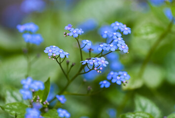Close-up of the blue forget-me-not flower. A close-up of a flowering plant. Myosotis.
