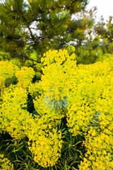 Yellow spurge blossom. Flowering plant in close-up. Euphorbia.
