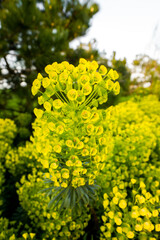 Yellow spurge blossom. Flowering plant in close-up. Euphorbia.
