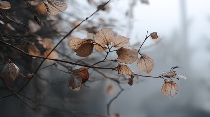 Siberian ginseng in winter