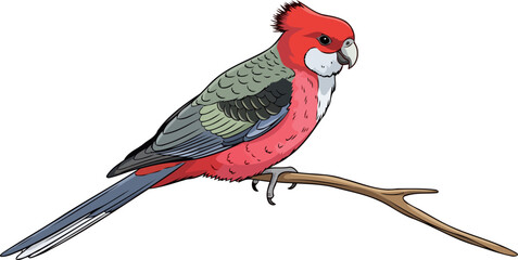 king parrot on branch vibrant australian bird illustration, isolated on transparent background