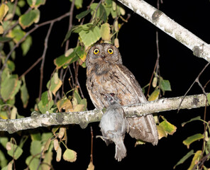 Eurasian scops owl, Otus scops. A bird sits on a branch, holding a sparrow it has caught in its claw