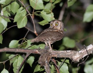 Eurasian scops owl, Otus scops. A male bird sits on a branch, holding a sparrow in its claw