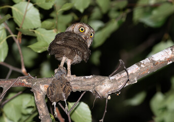 Eurasian scops owl, Otus scops. A bird sits on a branch, holding a sparrow it has caught in its claw