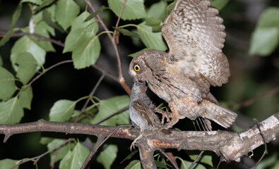 Eurasian scops owl, Otus scops. The male bird caught a sparrow
