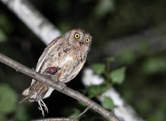Eurasian scops owl, Otus scops. A bird sits on a branch, holding a sparrow it has caught in its claw