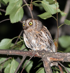 Eurasian scops owl, Otus scops. A bird with its prey sits on a branch, looking into the distance