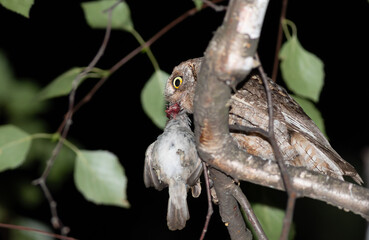 Eurasian scops owl, Otus scops. A male bird holds a sparrow it has caught in its beak