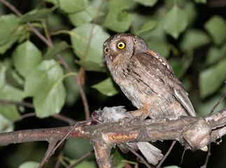 Eurasian scops owl. A male bird with a captured sparrow sits on a branch, looking toward the nest