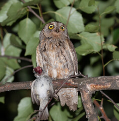 Eurasian scops owl, Otus scops. A bird sits on a branch, holding a sparrow it has caught in its claw