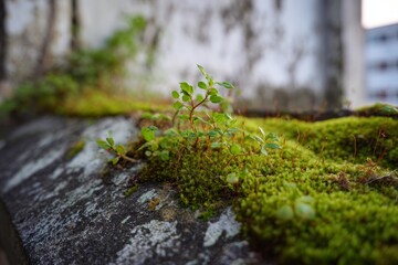 Small plants emerge from vibrant green moss on an aged stone surface in an urban area. Sunlight highlights the greenery, creating a serene atmosphere amidst the concrete
