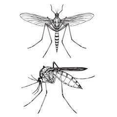Mosquito vector illustration outline black and white vector