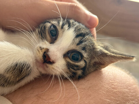 Kitten resting calmly in arms of man with beard outdoors. Trust, safety, and emotional comfort through human animal interaction.